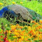 Pfau in Blumen