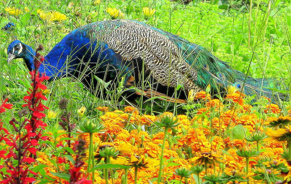 Pfau in Blumen