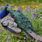 Pfau in Blumen