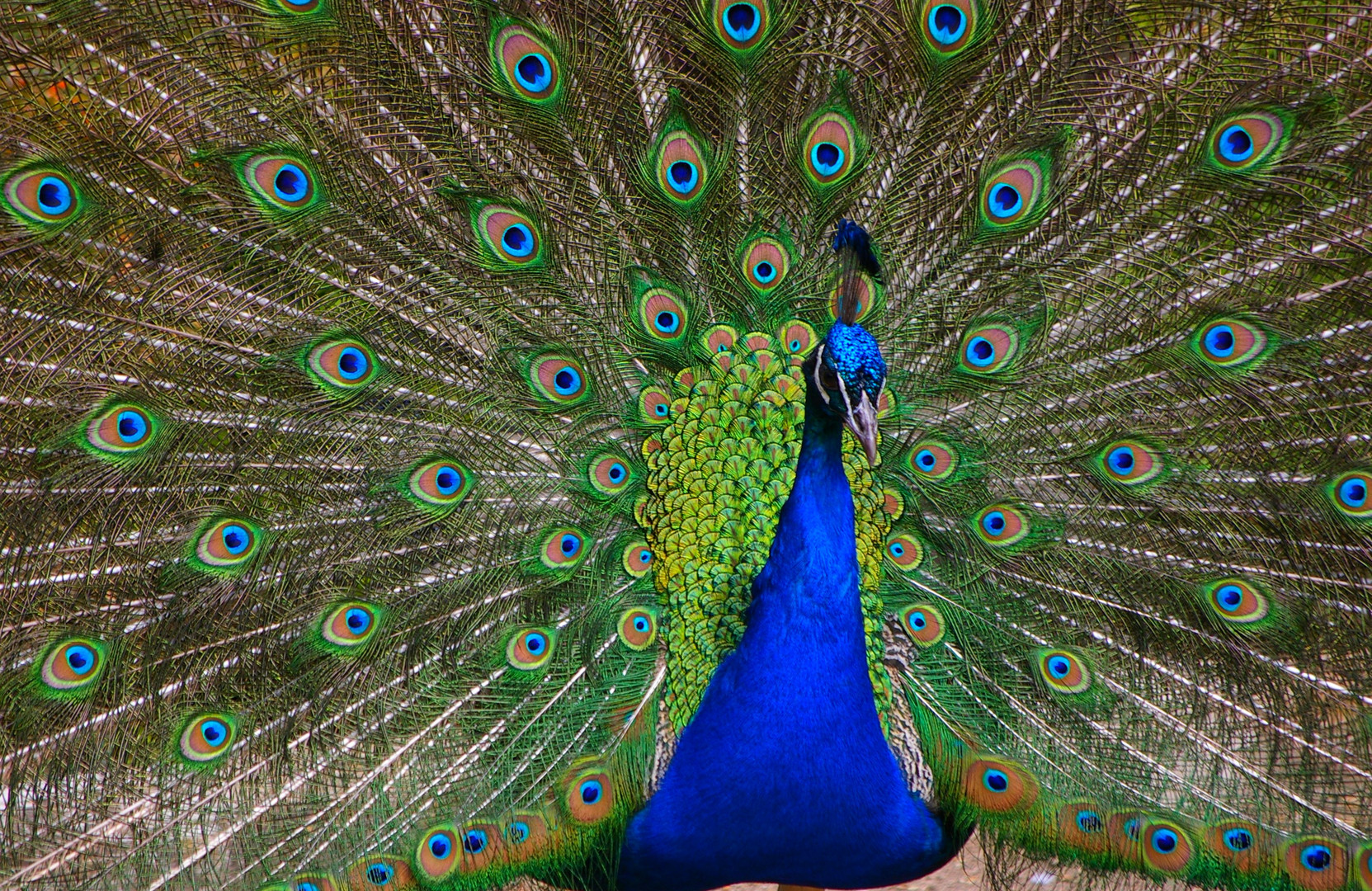 Pfau in den Gärten des Retiro Park in Madrid