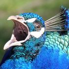 Pfau in der Anholter Schweiz