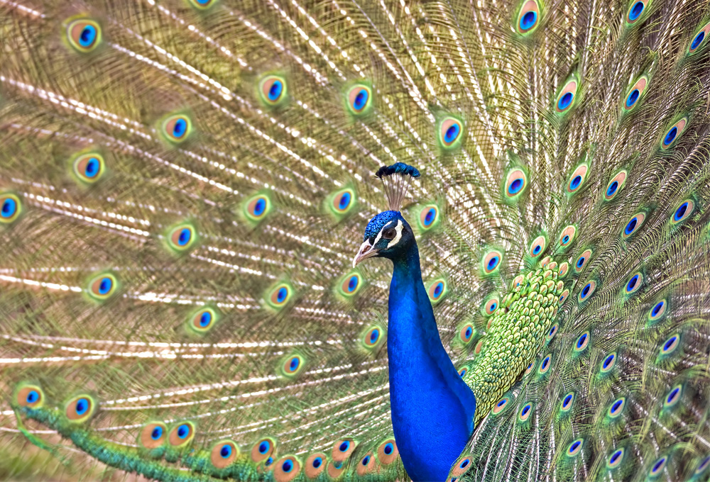 Pfau in der Anholter Schweiz