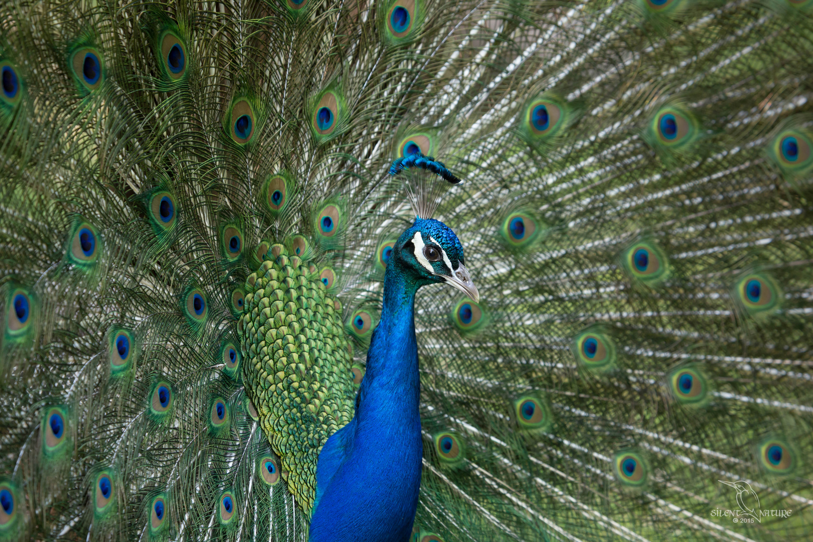 Pfau in der Balz