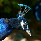 Pfau in der Mauser