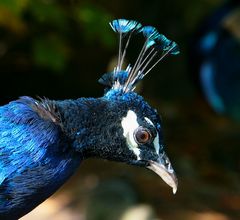 Pfau in der Mauser