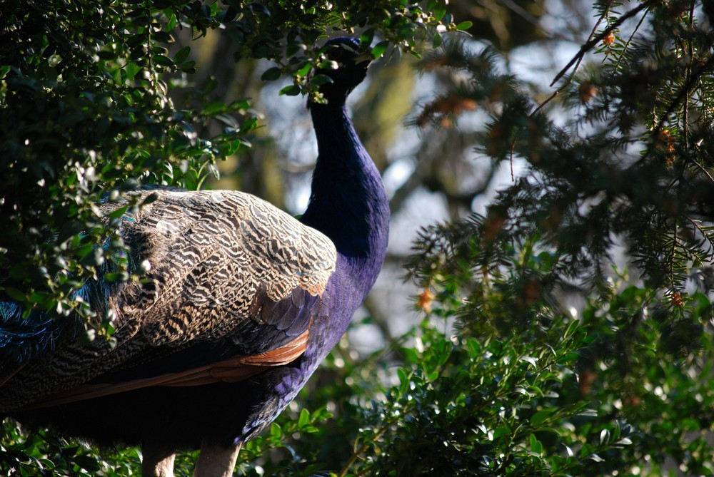 Pfau in der Natur