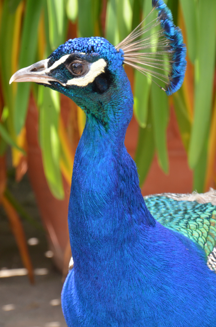 Pfau in der Wilhelma