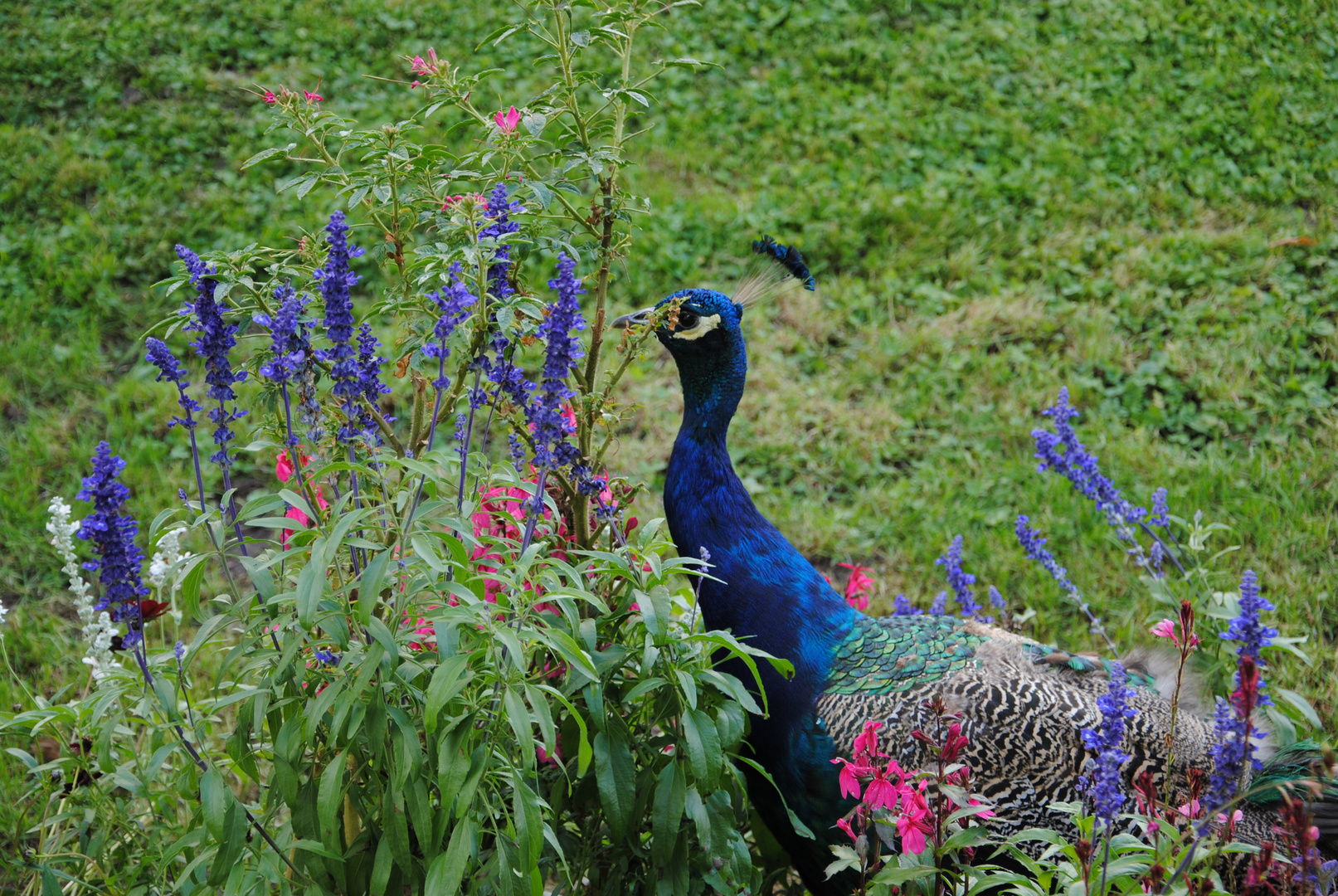 Pfau in der Wilhelma....