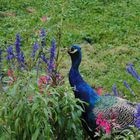 Pfau in der Wilhelma....