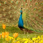 Pfau in der Wilhelma