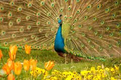 Pfau in der Wilhelma