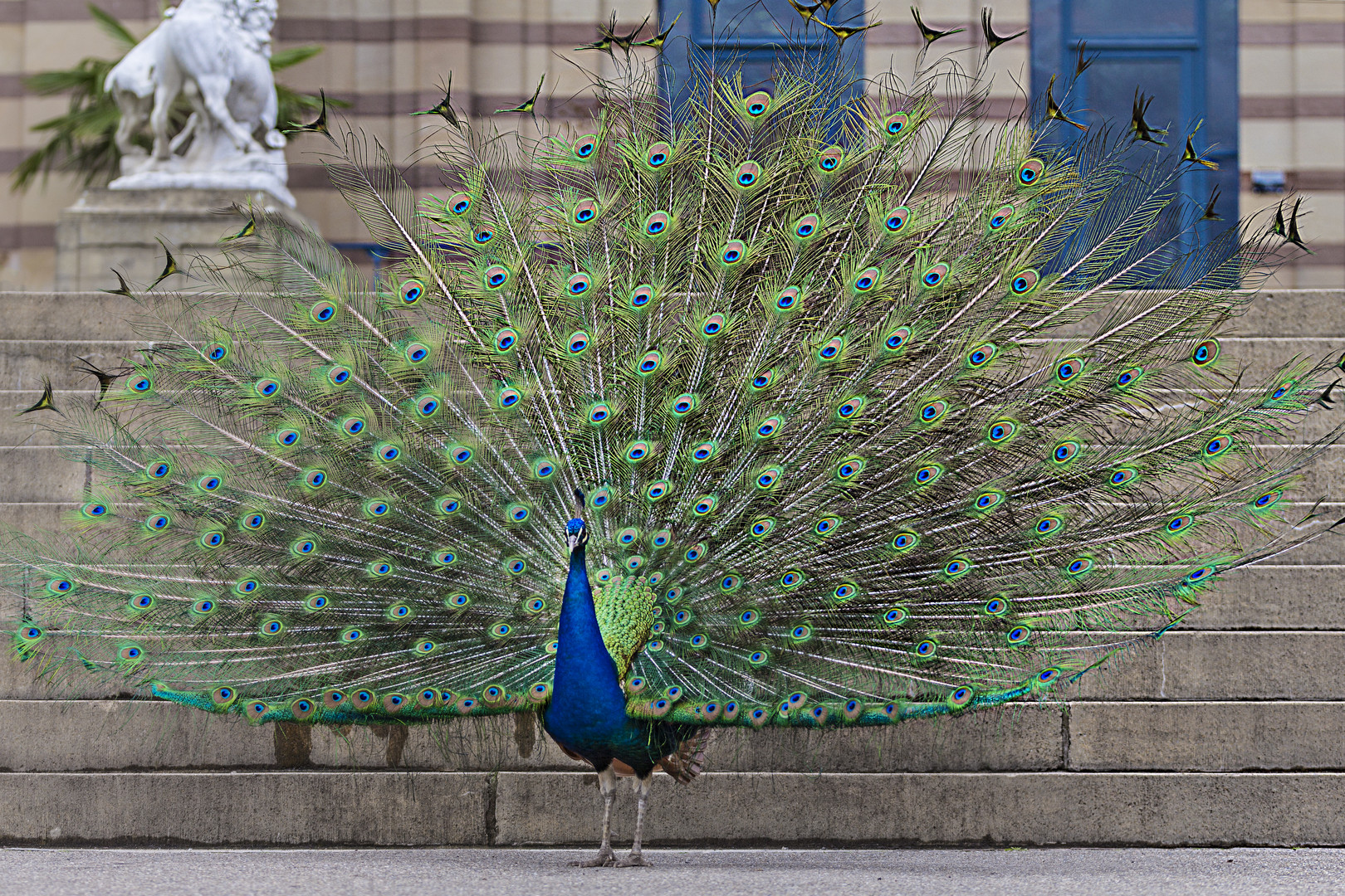 Pfau in der Wilhelma