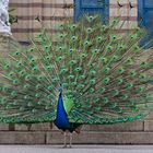 Pfau in der Wilhelma