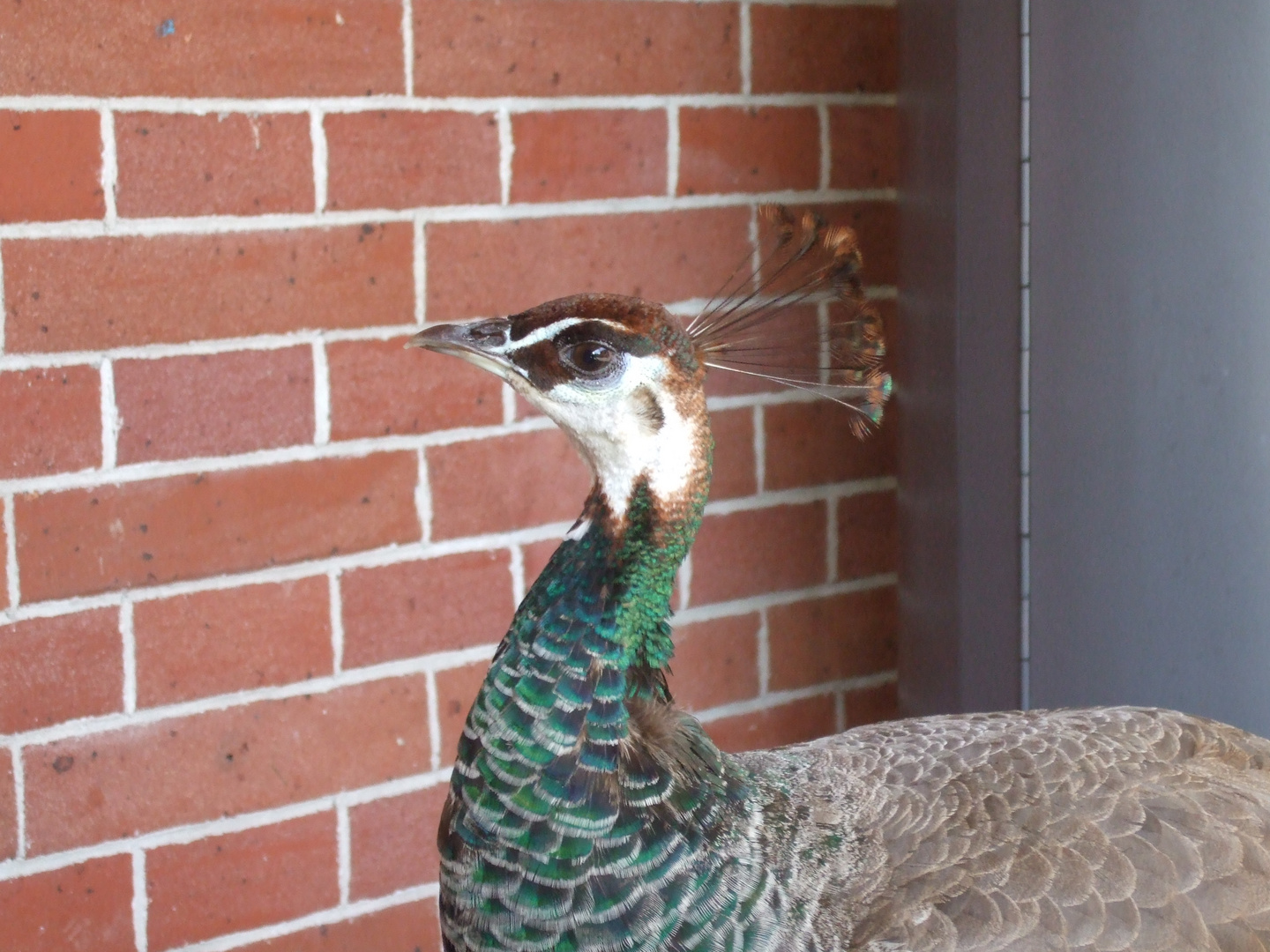 Pfau in der Wilhelma