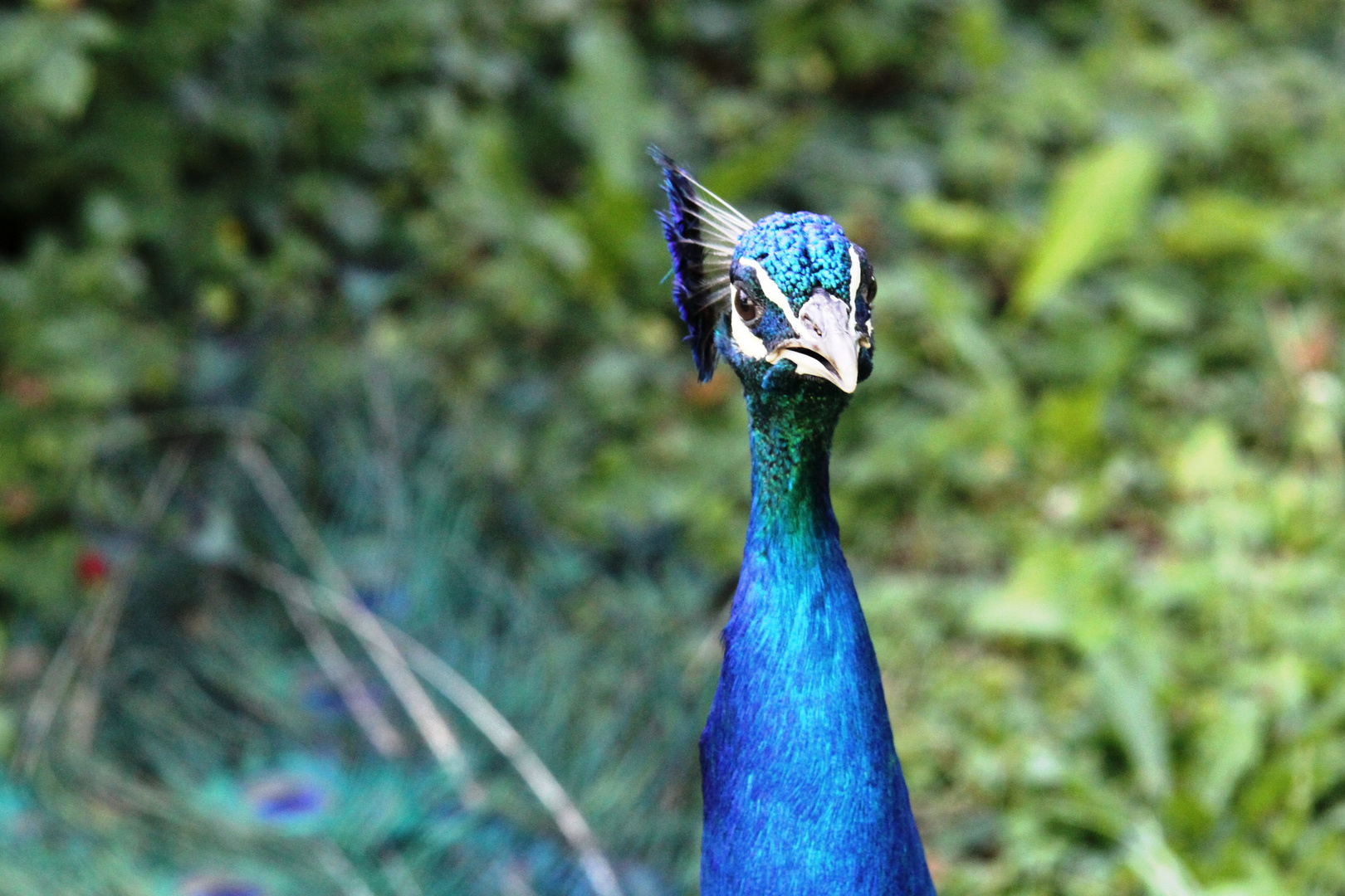 Pfau in der Wilhelma Stuttgart