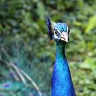 Pfau in der Wilhelma Stuttgart