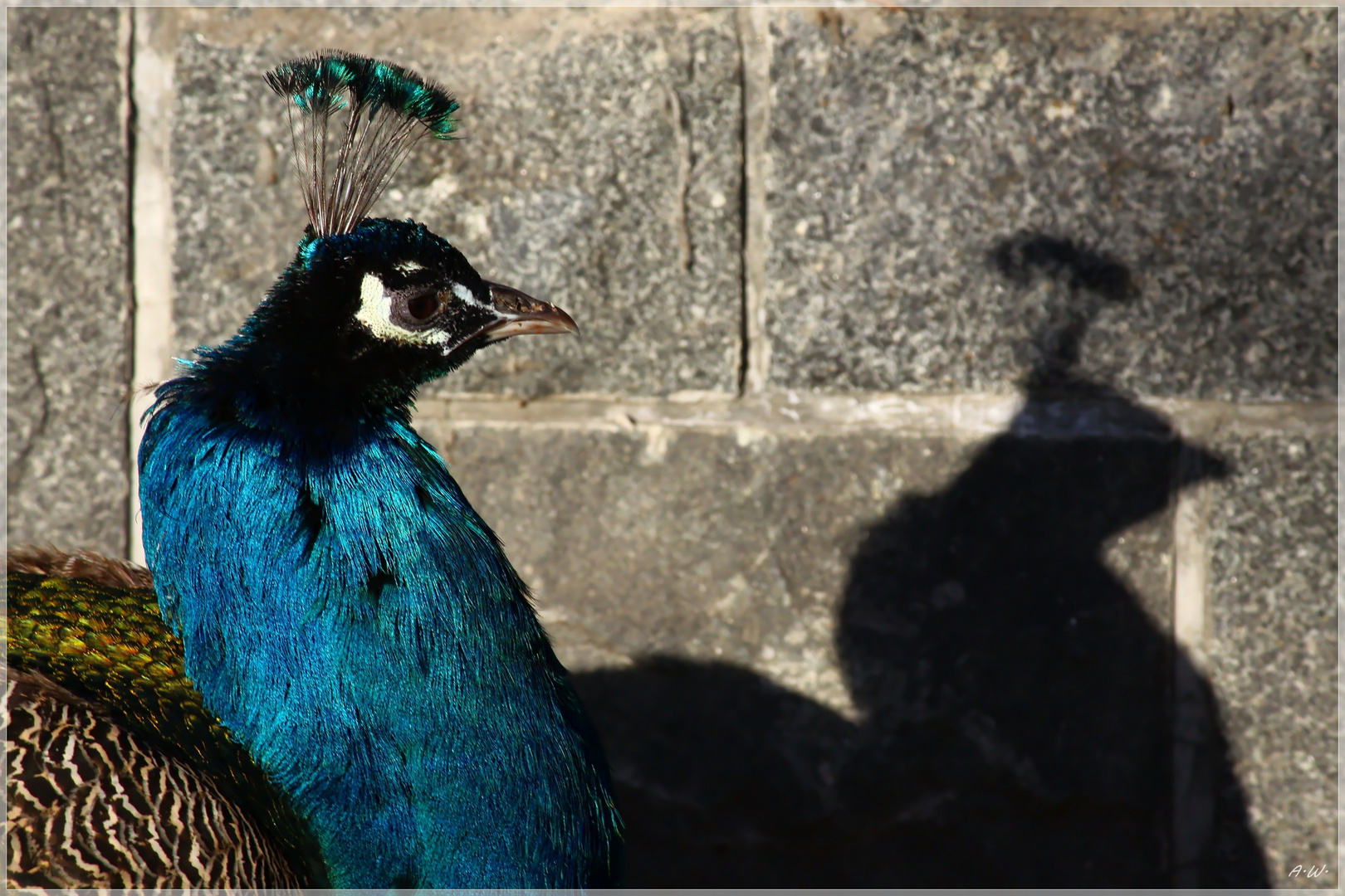 Pfau in der Wintersonne