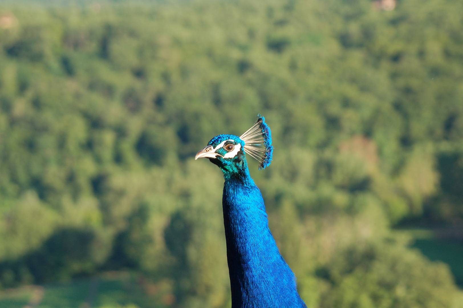 Pfau in Frankreich