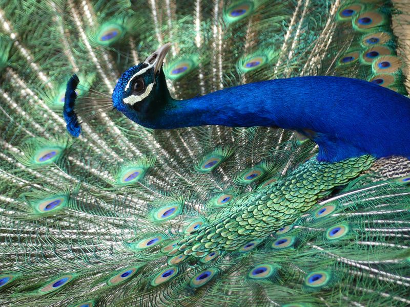 Pfau in Gala