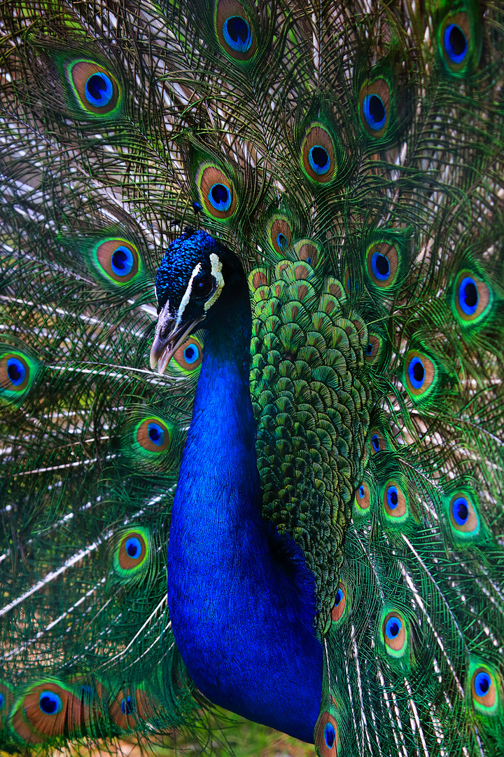 Pfau in ganzer Pracht