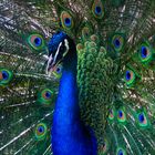 Pfau in ganzer Pracht