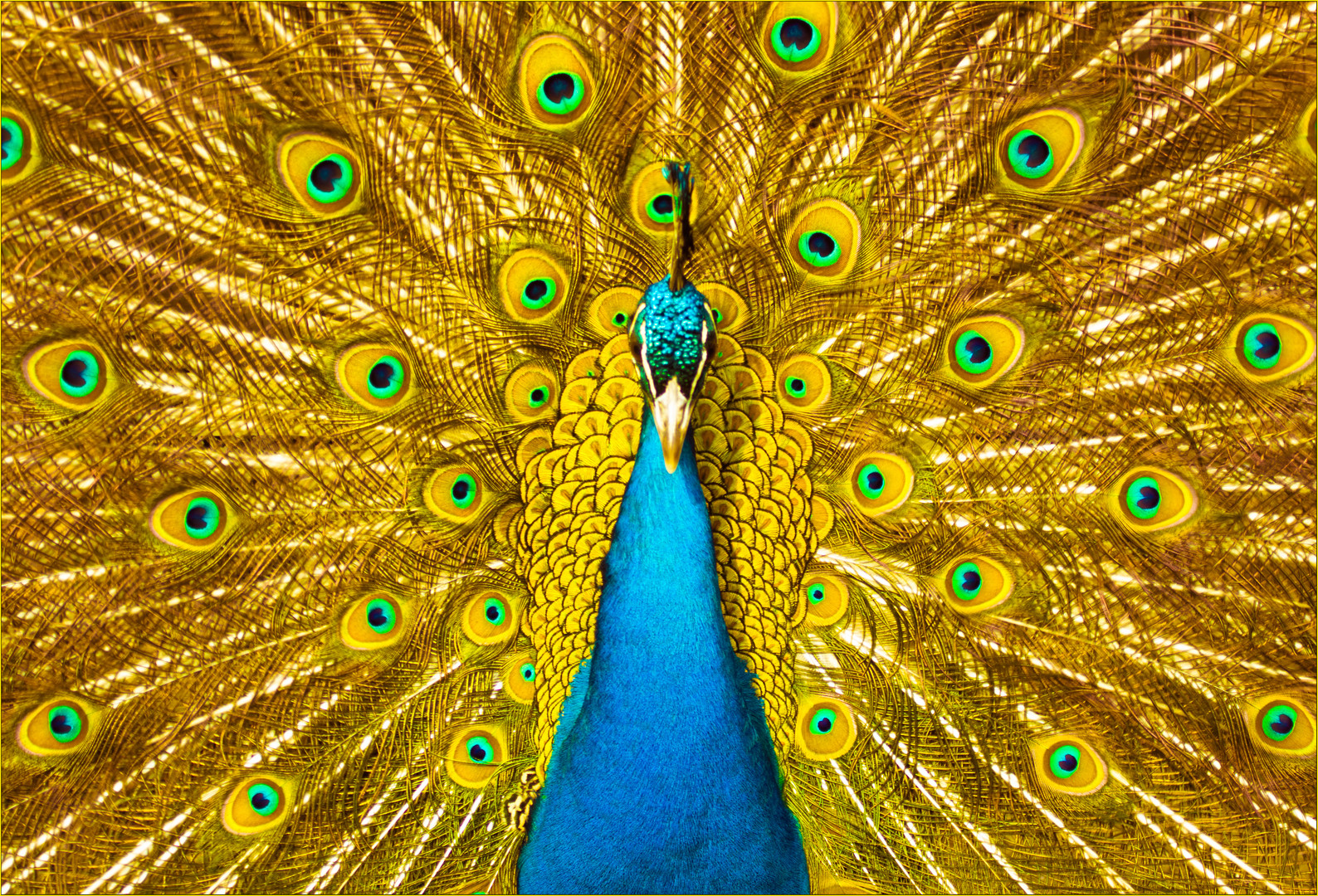 Pfau in Gold