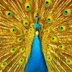 Pfau in Gold