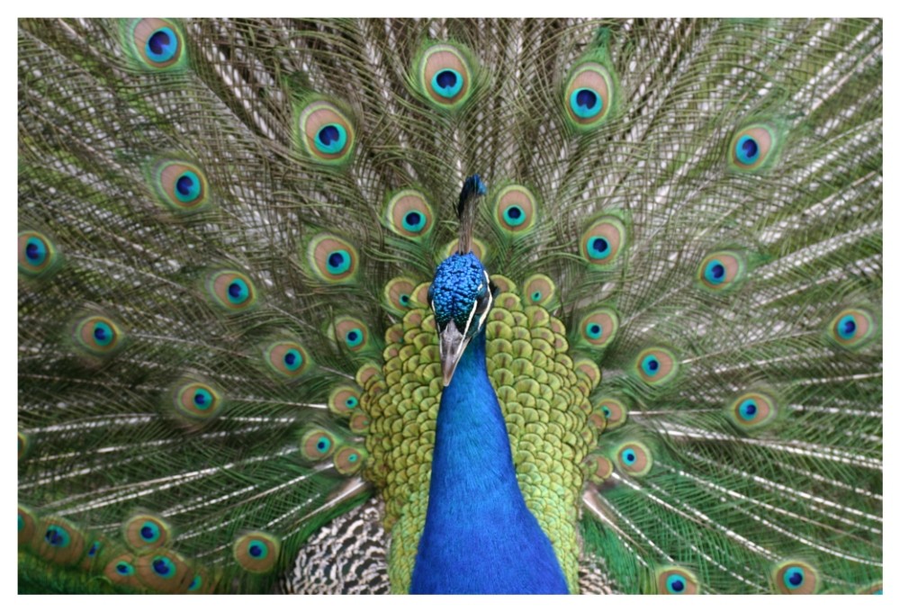 Pfau in Hadanig/Kärnten