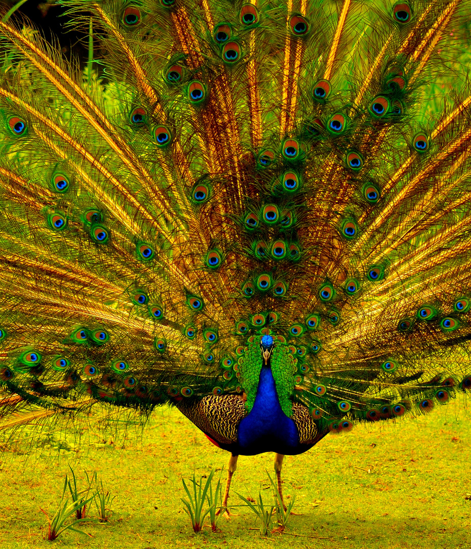 Pfau, in Hagenbeckstierpark, in Hamburg