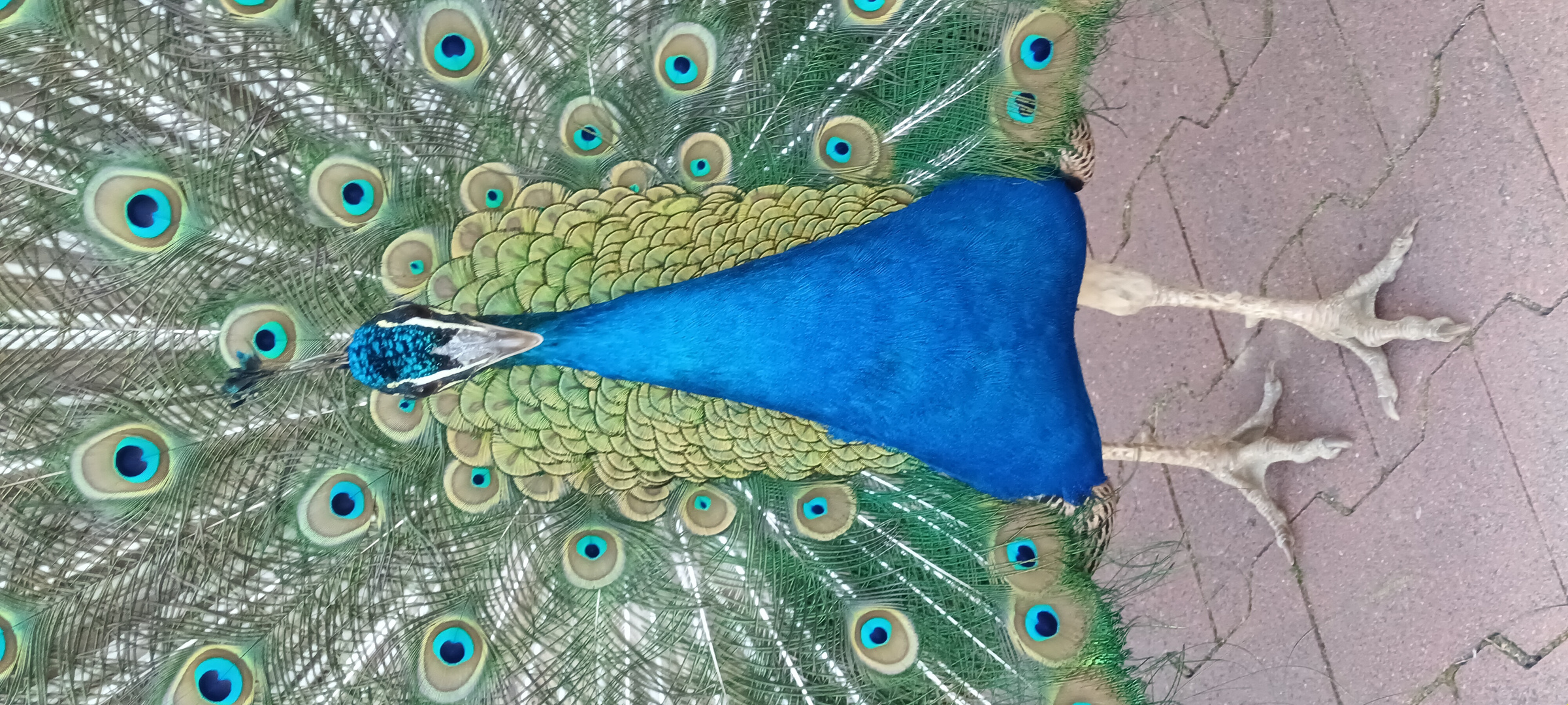 Pfau in Hermesdorf