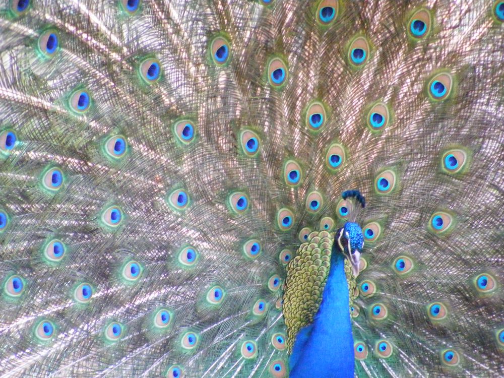 Pfau in Katalonien von schlue 