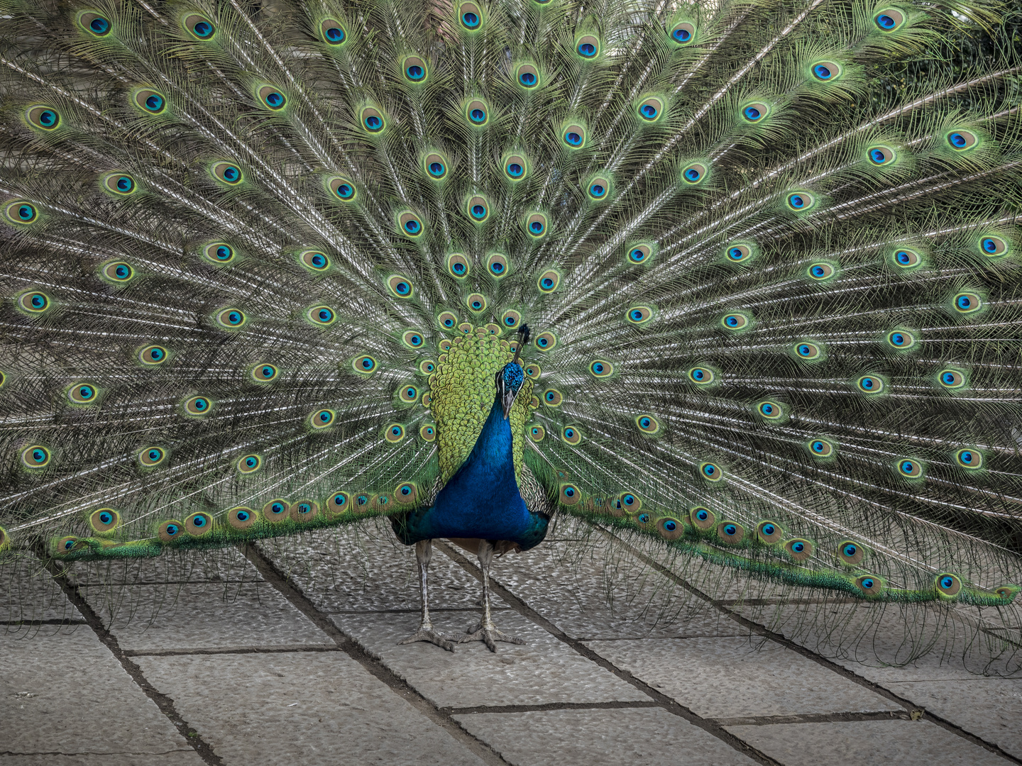 Pfau in Lissabon