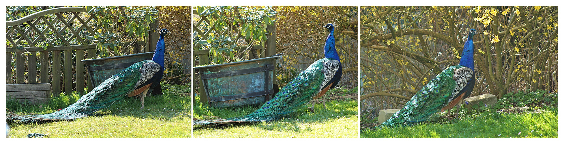 Pfau in Nachbars Garten