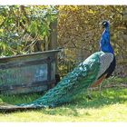 Pfau in Nachbars Garten