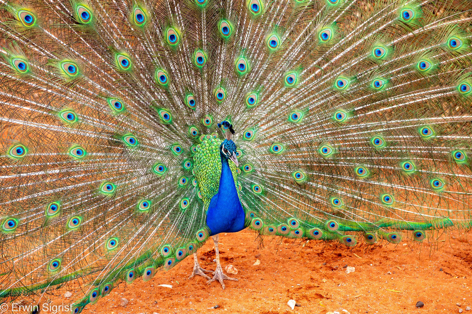 Pfau in Namibia (Bagatelle Lodge)