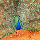 Pfau in Namibia (Bagatelle Lodge)