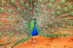 Pfau in Namibia (Bagatelle Lodge)