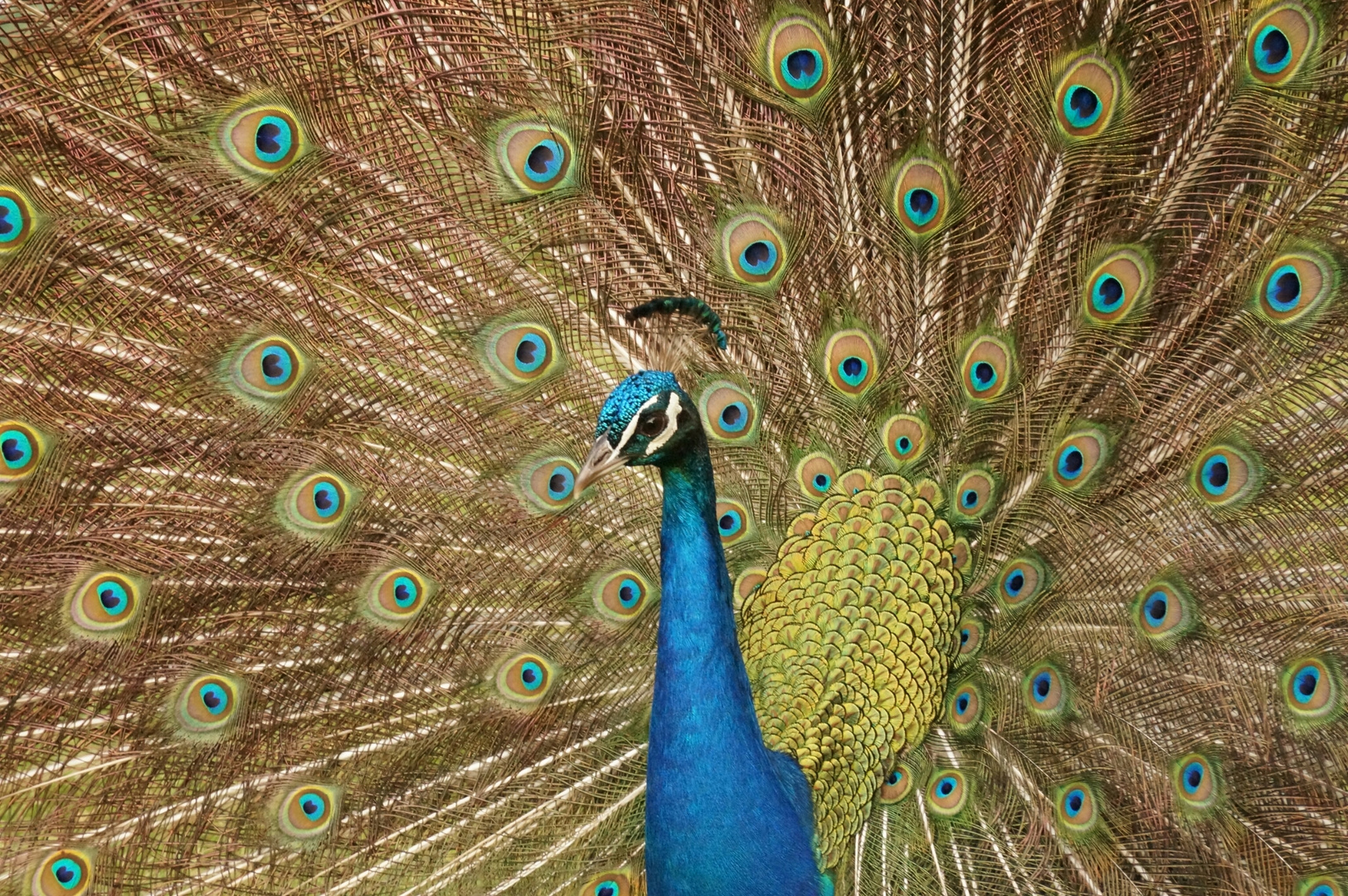 Pfau in Oropesa