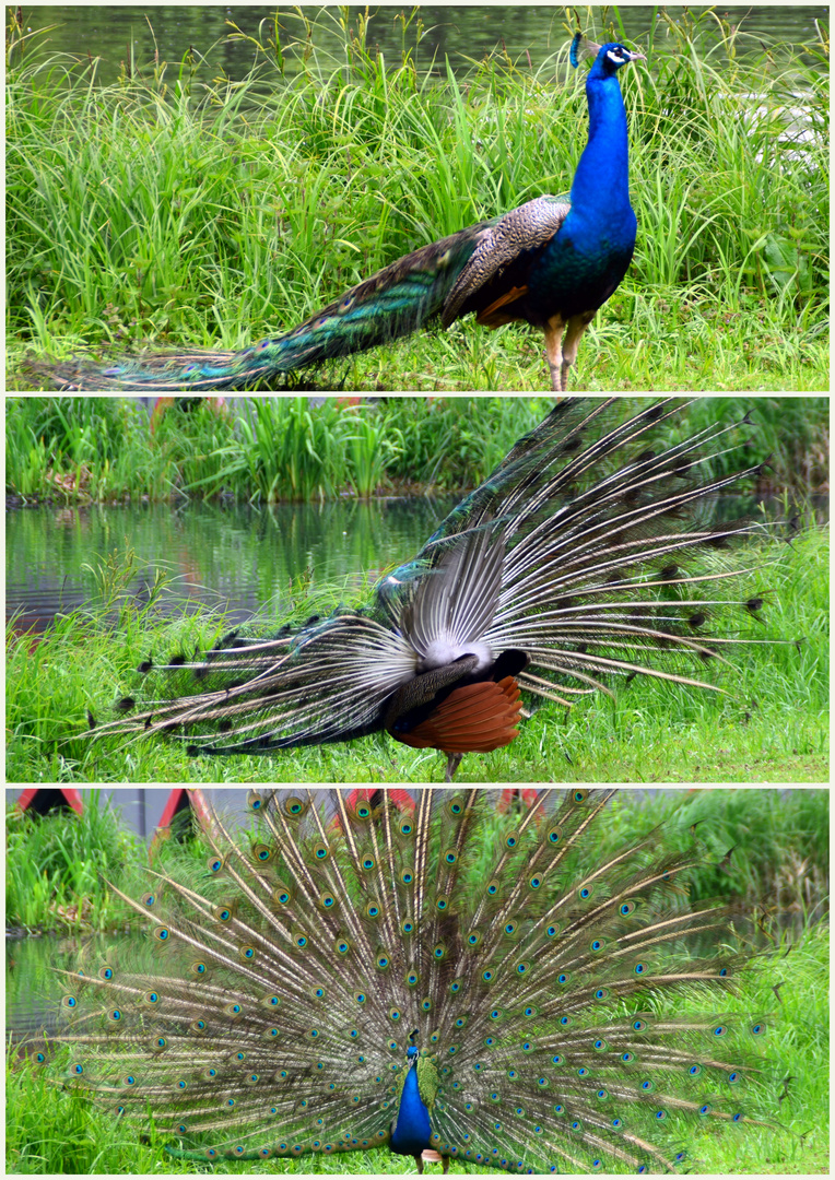 Pfau in Positur