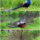 Pfau in Positur