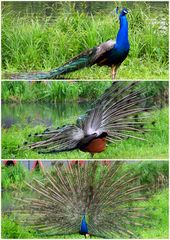 Pfau in Positur