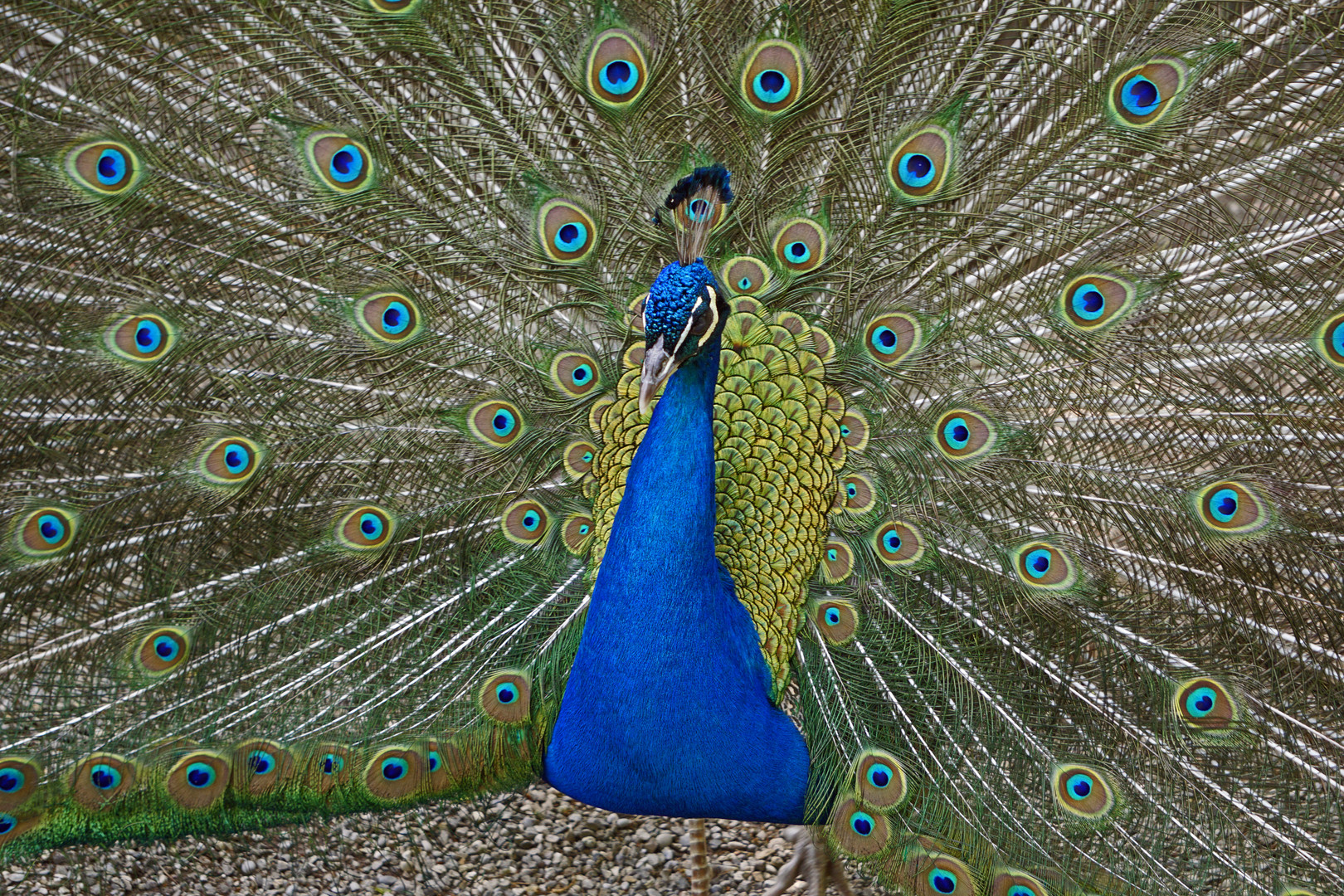 Pfau in seiner ganzen Pracht