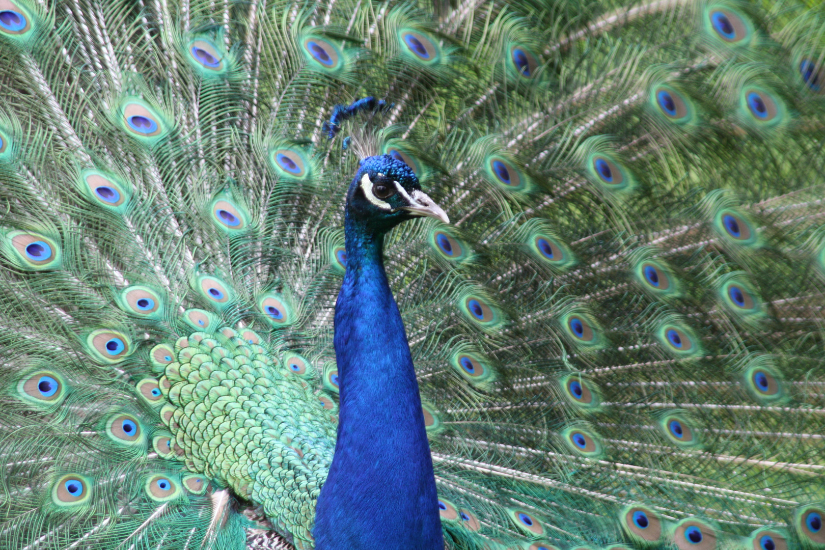 Pfau in seiner ganzen Pracht