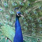 Pfau in seiner ganzen Pracht