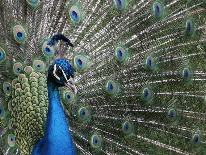 Pfau in seiner ganzen Schönheit