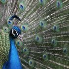 Pfau in seiner ganzen Schönheit