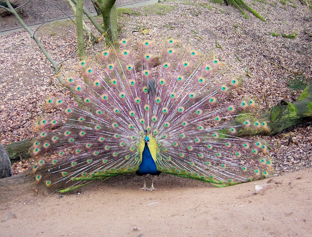 Pfau in seiner vollen Pracht