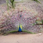 Pfau in seiner vollen Pracht