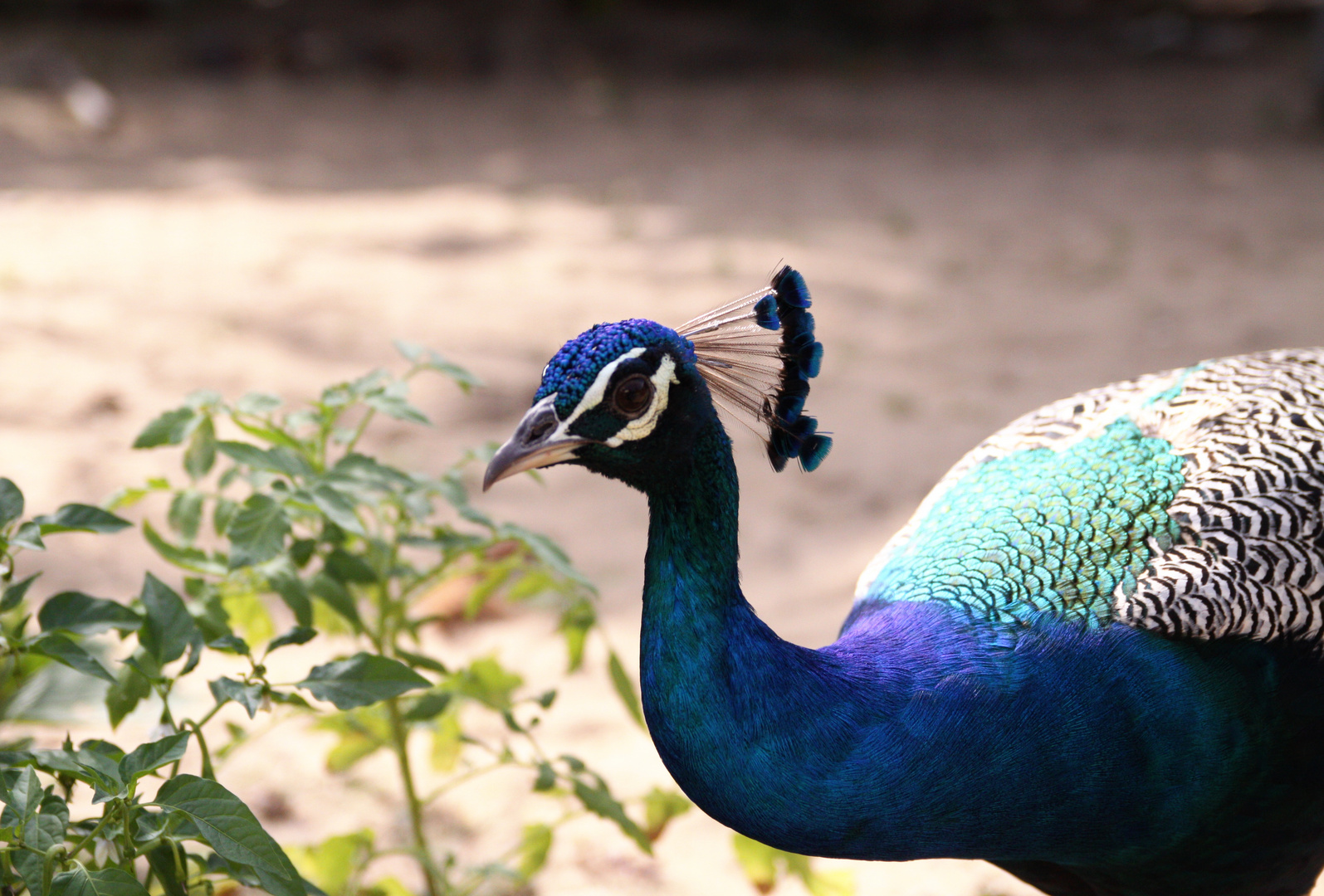 Pfau in Sri Lanka