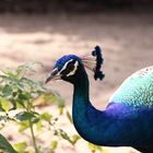 Pfau in Sri Lanka